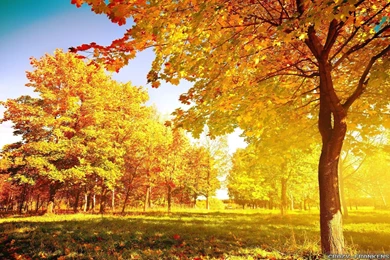Autumn Trees Wallpapers   Seasonal   Crazy Frankenstein