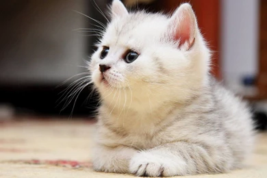 White Cute Cat Wallpapers Hd 1600x900 Iwallhd Wallpapers Hd ...