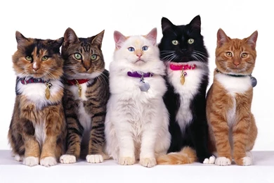 Cats Wallpapers   Cats Wallpapers (5194437)   Fanpop