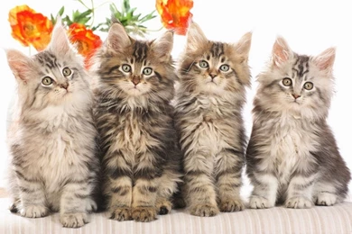 High Definition Cat Wallpapers For Free Download