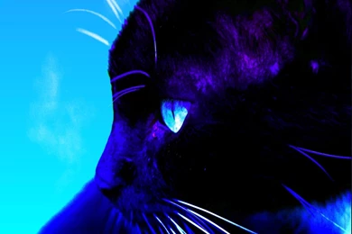 Cats Wallpapers   Cats Wallpapers (7612722)   Fanpop