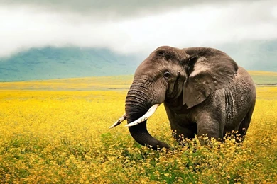 10+ Best HD Elephant Wallpapers