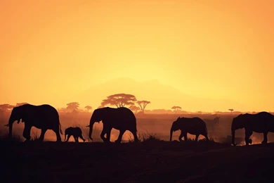 Africa Desktop Wallpapers   HD Wallpaper Backgrounds Of Your Choice