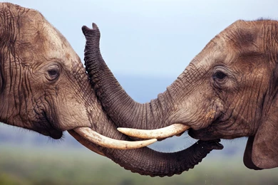 Kissing Elephants Desktop Backgrounds HD 1920x1200