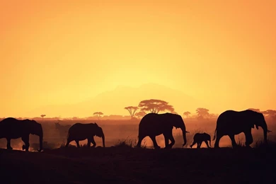 Elephant Silhouettes Wallpapers 27278