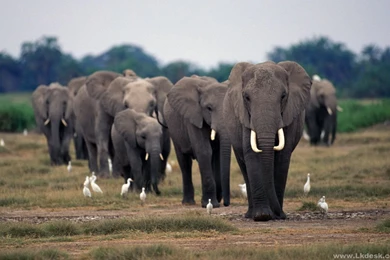 Elephant Wallpapers HD Backgrounds Desktop • IPhones Wallpapers