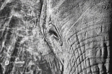 Black and whtie elephant screensaver medium 1024x682.jpg