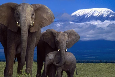 Desktop hd cartoon pictures of elephants.jpg