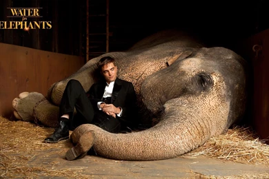 Water For Elephants Computer Wallpapers, Desktop Backgrounds ...