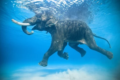 Taking Swim Gray Blue White Trunk Water Mouth Eyes Reflection Tusk ...