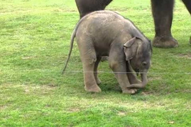 Baby Elephant Desktop Backgrounds – Cool Digital Photography