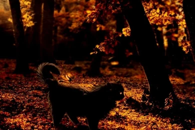 Autumn Cat In Tree Wallpapers