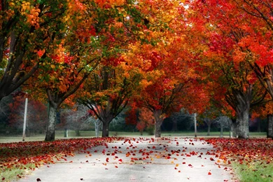 Fall Trees Autumn Colors   3840x2160   4K 16/9 (Ultra HD, UHD ...