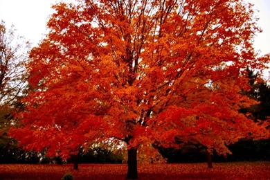 Pictures Of Trees In The Fall   Wallpapers HD Base