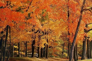 Top Fall Desktop Wallpapers Widescreen Images For Pinterest