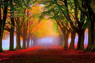 Download Wallpapers 1280x1024 Park, Fall, Fog, Foliage, Trees ...