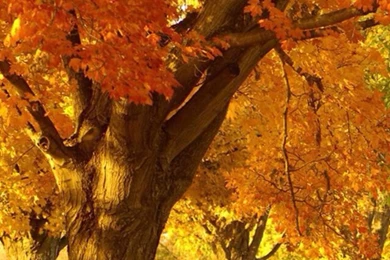 Fall Trees Lumia 1020 Wallpapers (768x1280)