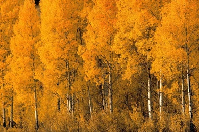 Aspen Trees In The Fall Wallpaper.