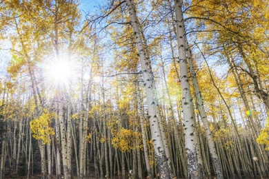 Autumn. Fall Wallpapers :: HD Wallpapers