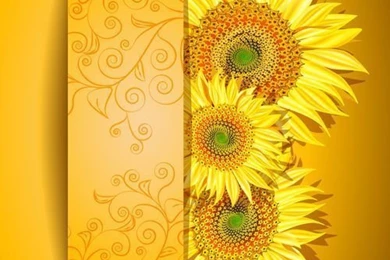 Sunflower Vector For Free Download