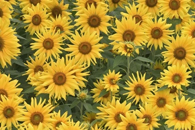 Download Wallpapers 1920x1080 Sunflowers, Field, Summer, Greens ...