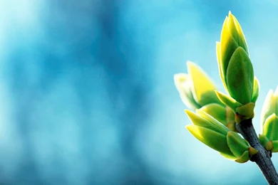 Green Blue Wallpapers   Widescreen HD Wallpapers