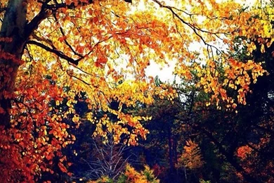 Top Autumn Iphone Wallpaper Images For Pinterest