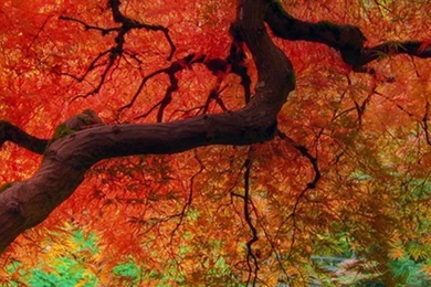 Fall iphone wallpaper 3.jpg