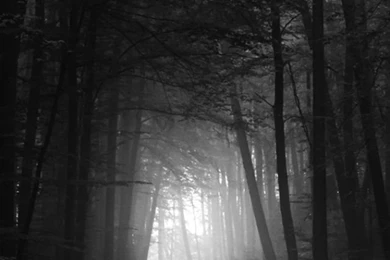 Black And White Dark Forest iPhone 5 Wallpapers