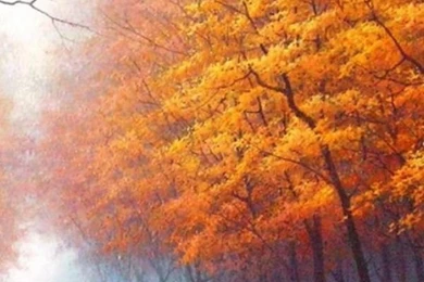 30+ Free Fall iPhone Backgrounds