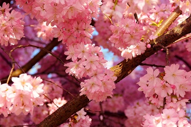 Pink Cherry FlowerSamsung Wallpapers Download