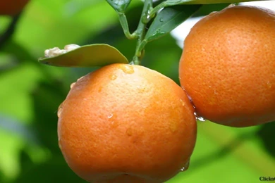 Fabulous Desktop Wallpapers