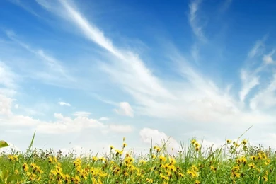 Download Wallpapers 2560x1024 Grass, Sky, Blue, Purity, Flowers ...