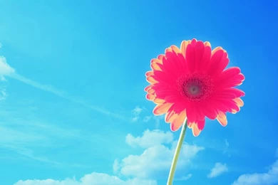 1280x1024 Red Flower Under The Blue Sky Desktop PC And Mac Wallpapers