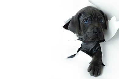 1920x1080 White, Paper, Background, Puppy, Paw, Muzzle, Blue ...