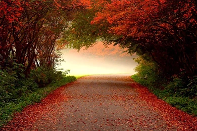 866 Fall HD Wallpapers