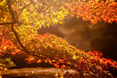 Autumn Wallpaper Backgrounds