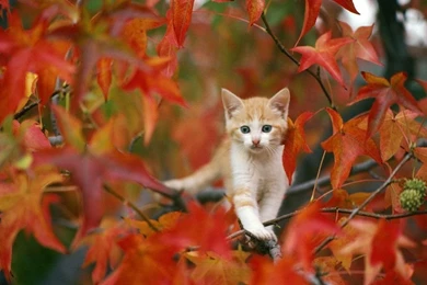 Fall Backgrounds For Desktop