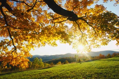 Fall Wallpapers And Backgrounds W8themes