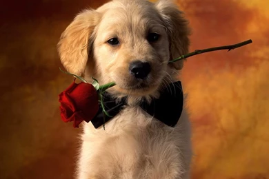 Cute Puppy Wallpapers Free Cute Puppy Wallpapers Cute Puppy ...
