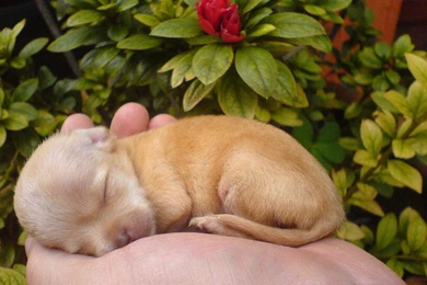 Free Wallpapers Chihuahua Puppy Wallpapers