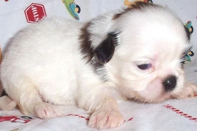 Best Very Cute White Puppy Wallpapers Best Very Cute White Puppy ...