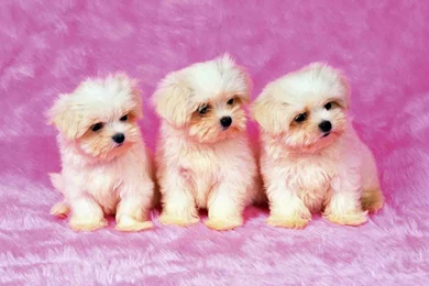 Hd Cute Puppy Wallpapers Free Download   PowerballForLife
