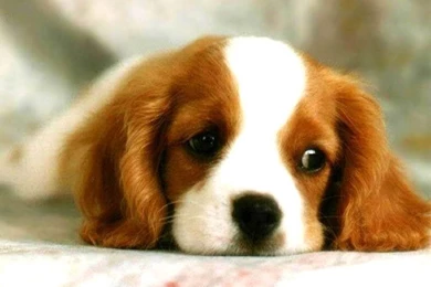 Pictures Of Free Puppies   Desktop Backgrounds