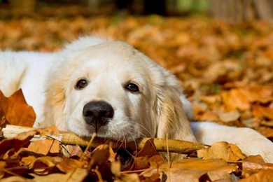 Dog Wallpapers , HD Puppy Wallpapers , Free Dog Wallpapers