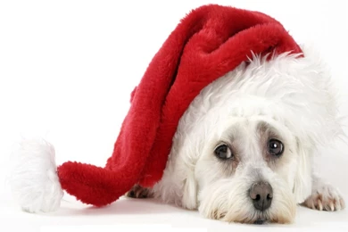 Download Christmas Puppy Wallpapers Free