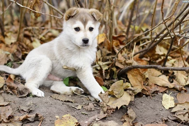 Free Alaskan Malamute Puppy Wallpapers HD