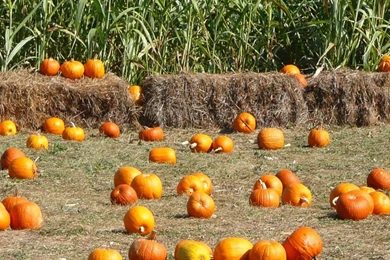 Fall Pumpkin Desktop Wallpapers Hd Images