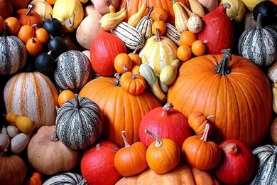 Pumpkin Computer Wallpapers, Desktop Backgrounds