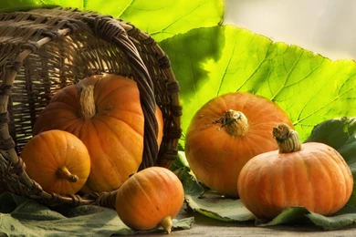Best Pumpkin Fruit Wallpaper Backgrounds